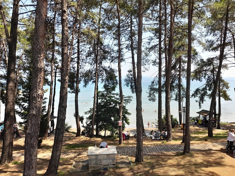 Fatsa Çamlık Halk Plajı