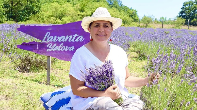 Lavanta Yalova